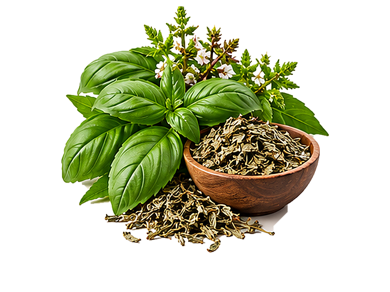 Basil
