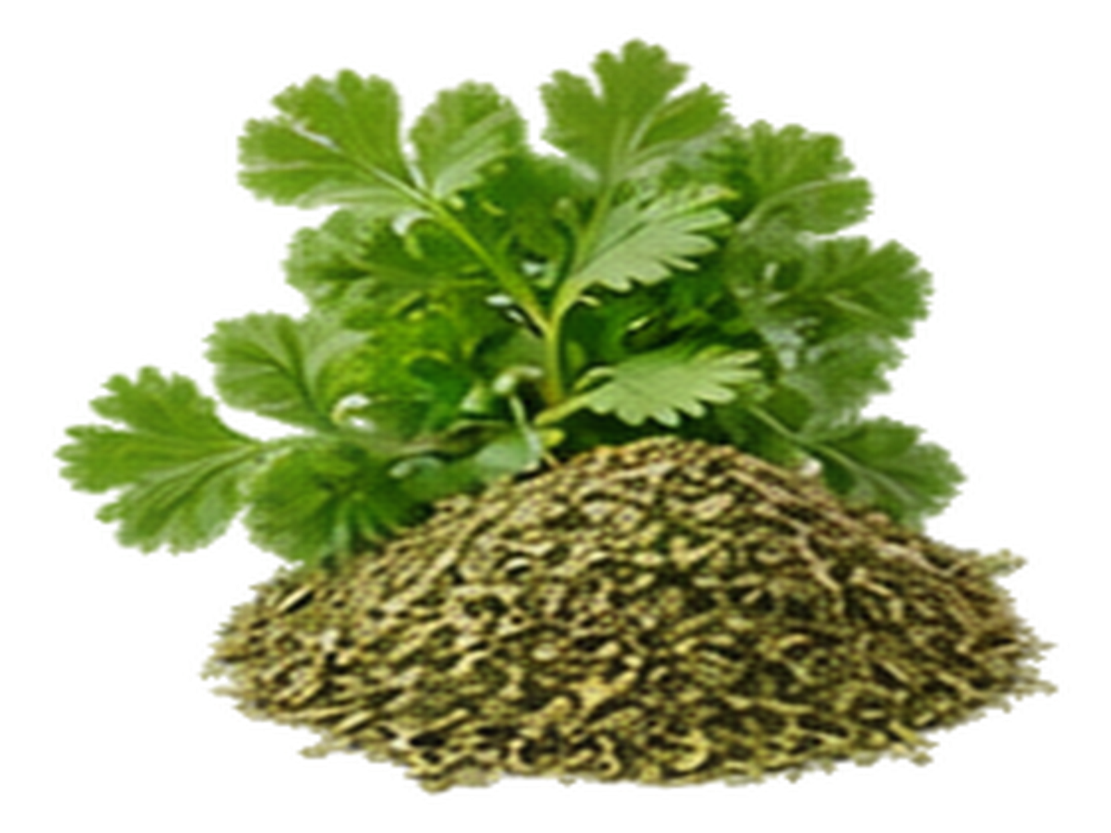 Coriander Leaves