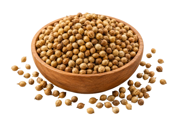 Coriander
