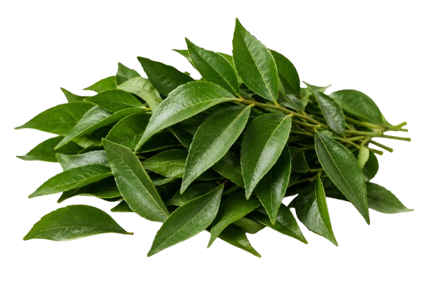 Curry Leaves
