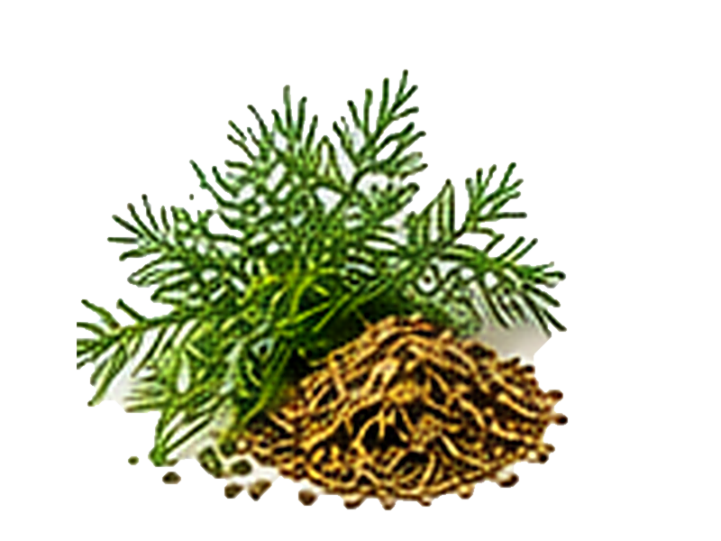 Dill