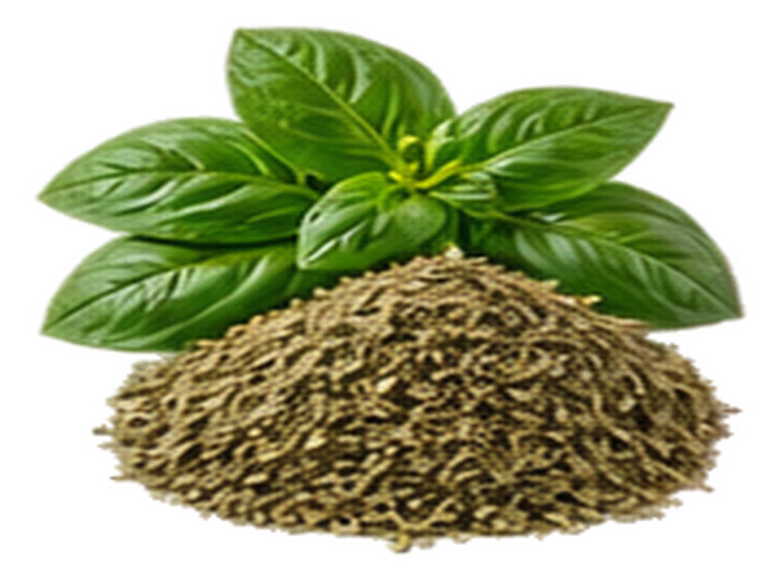 Basil