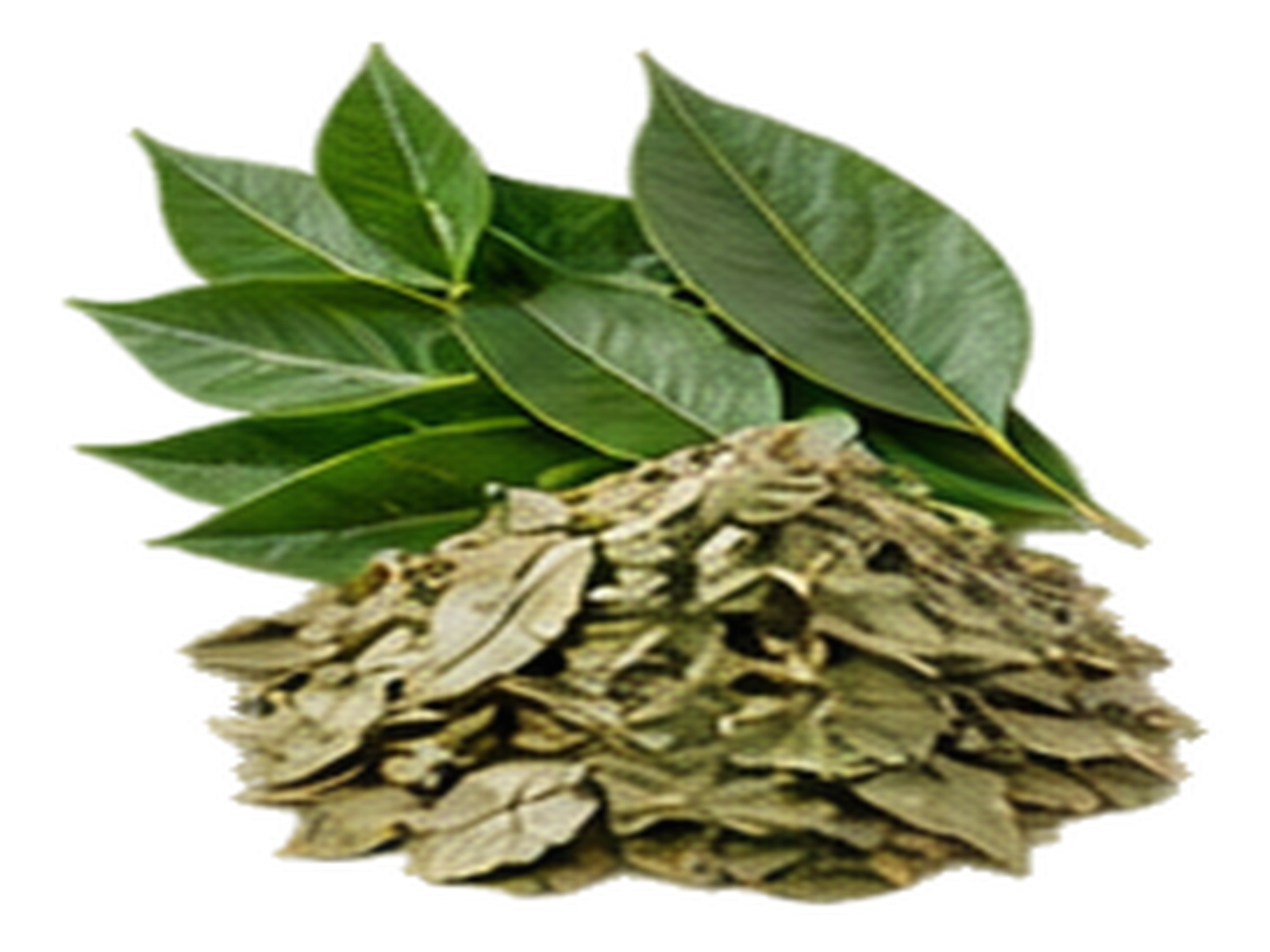 Curry Leaves