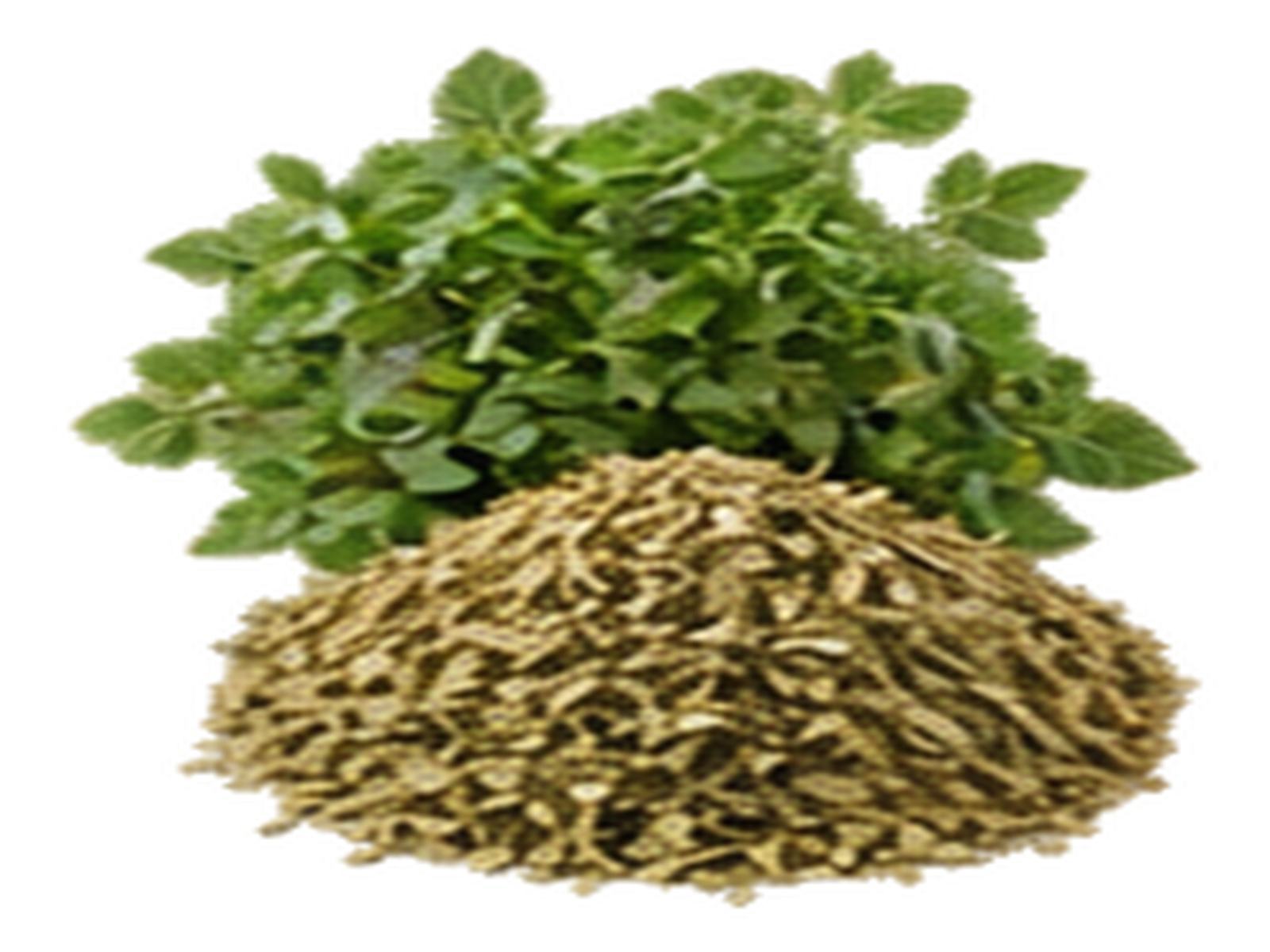 Oregano