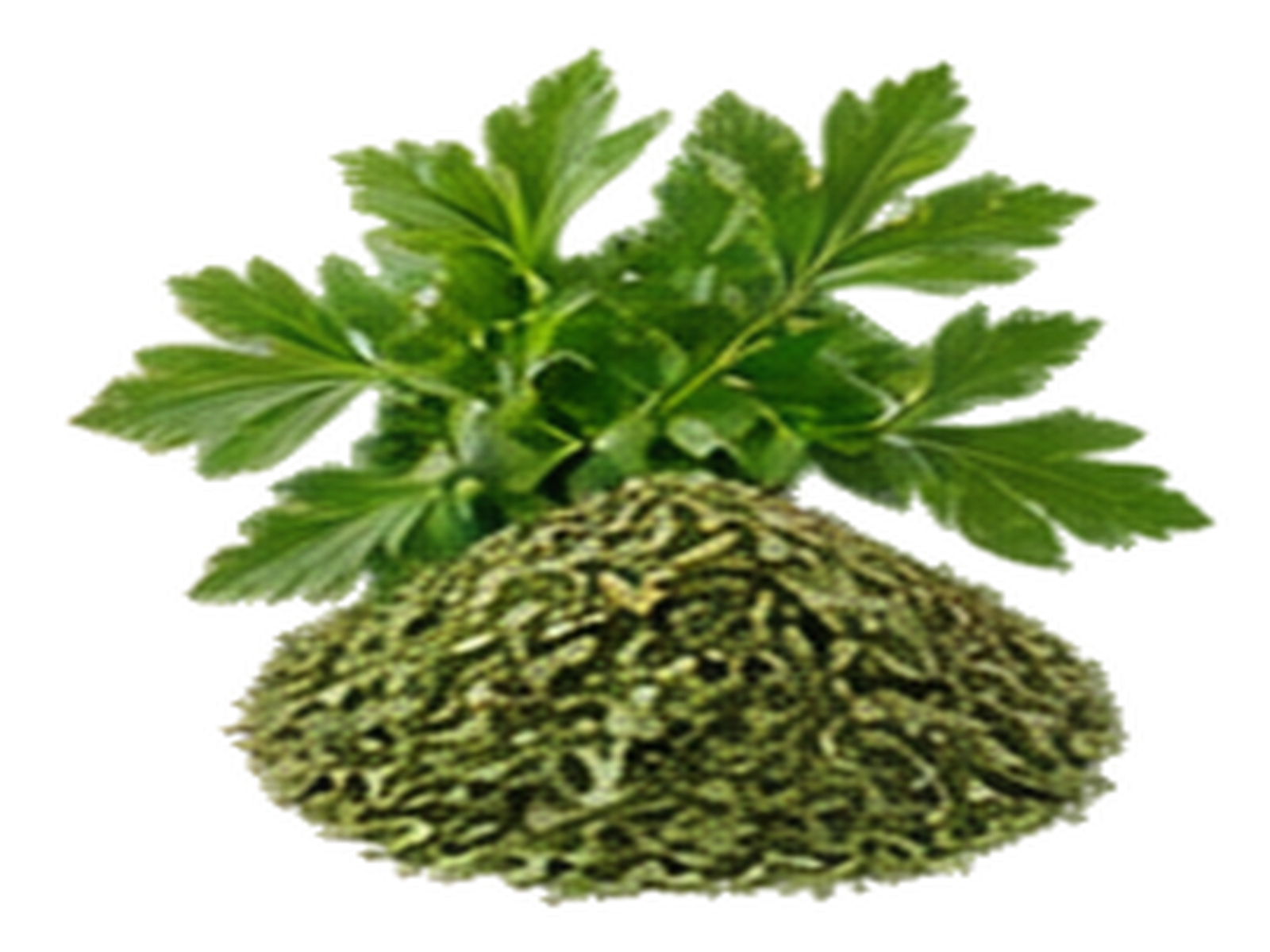Parsley