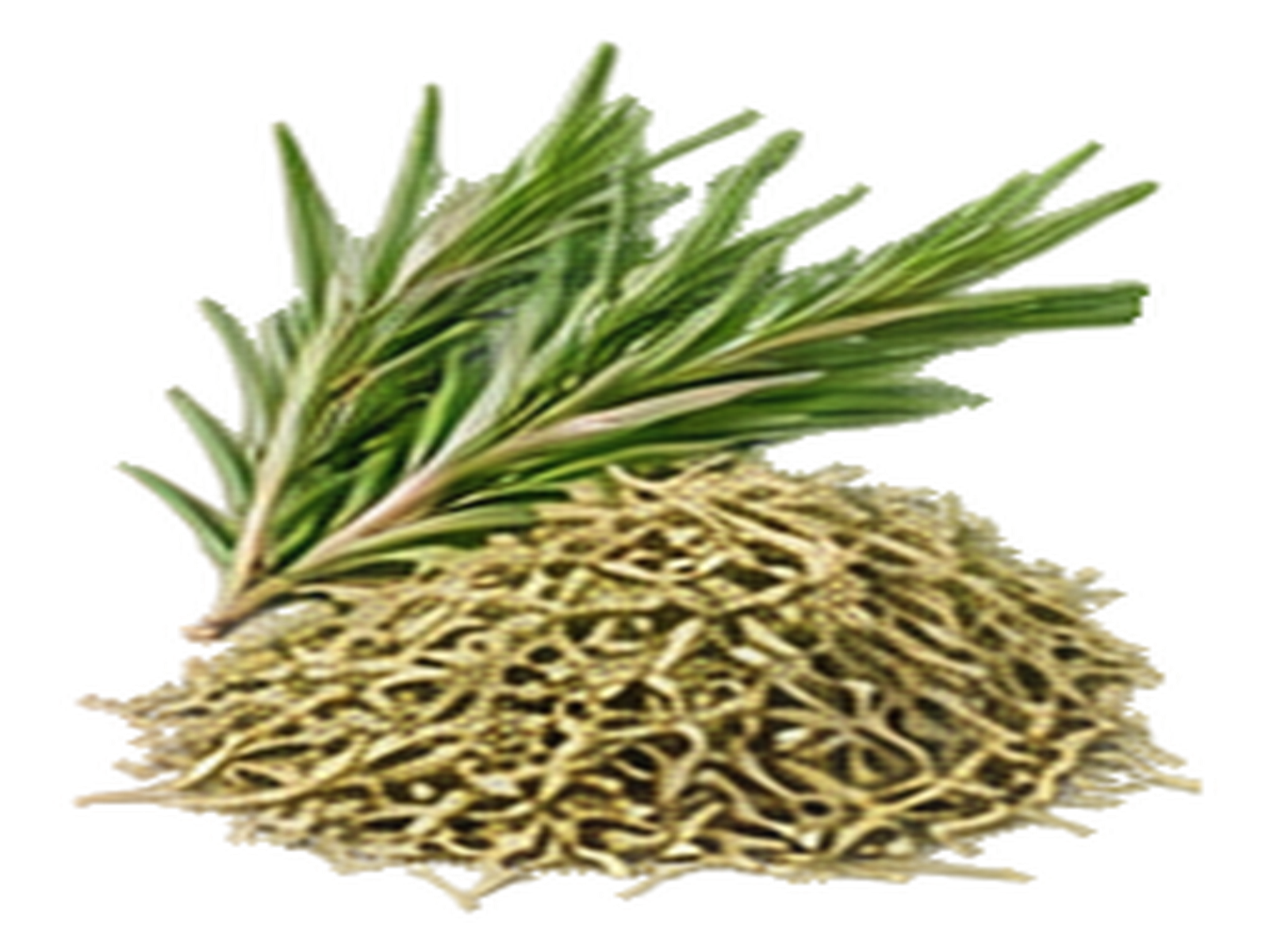 Rosemary