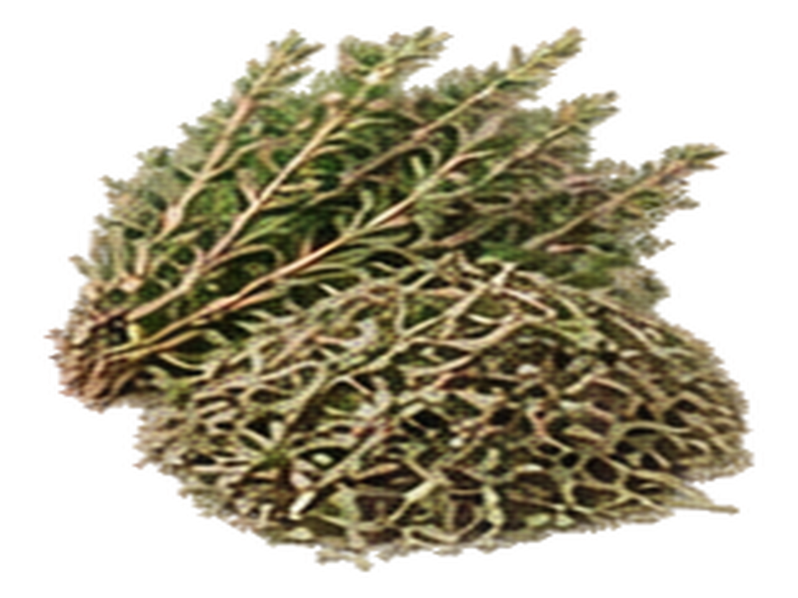 Thyme