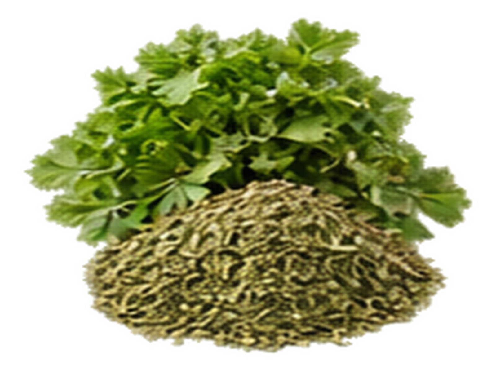 Fenugreek Leaves