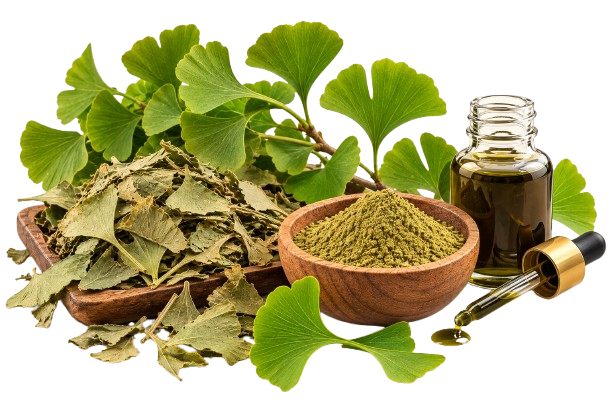 Ginkgo Biloba