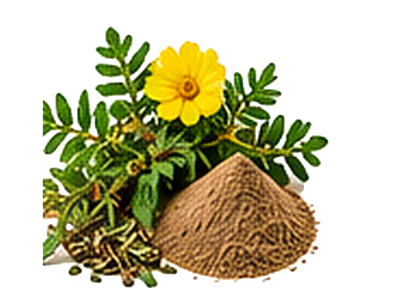 Gokshura / Gokhru