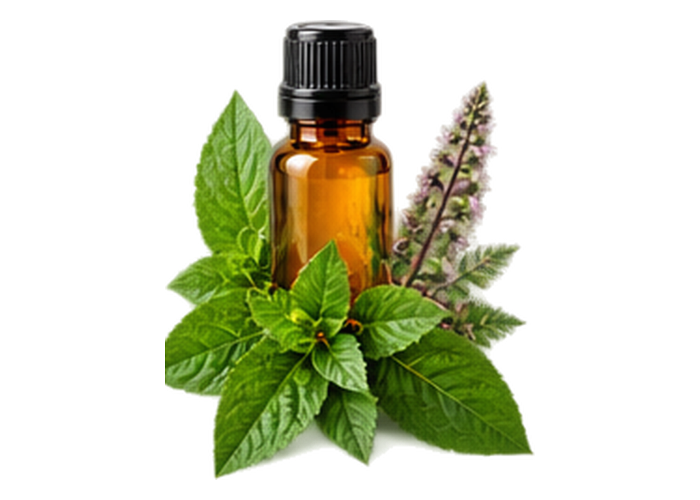 Indian Basil Essential Oil