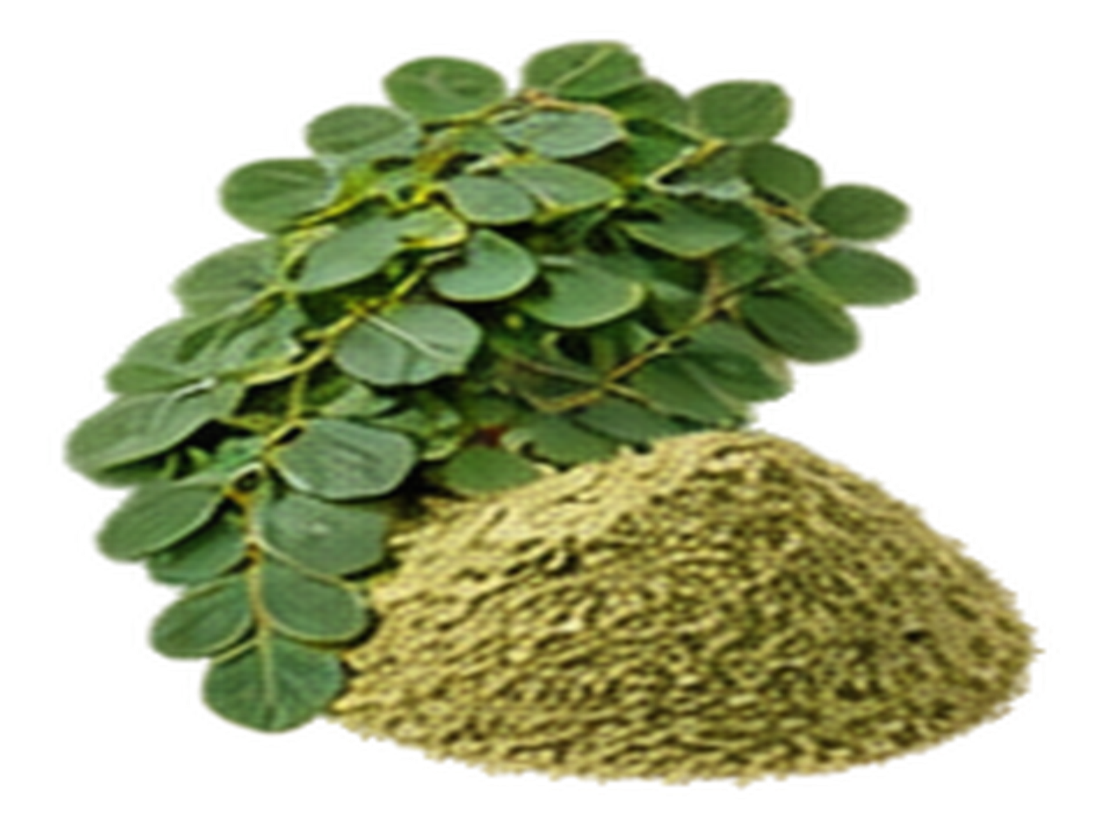Moringa Leaves