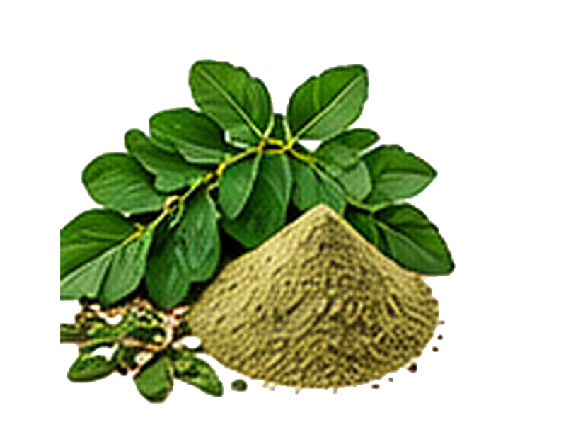 Moringa