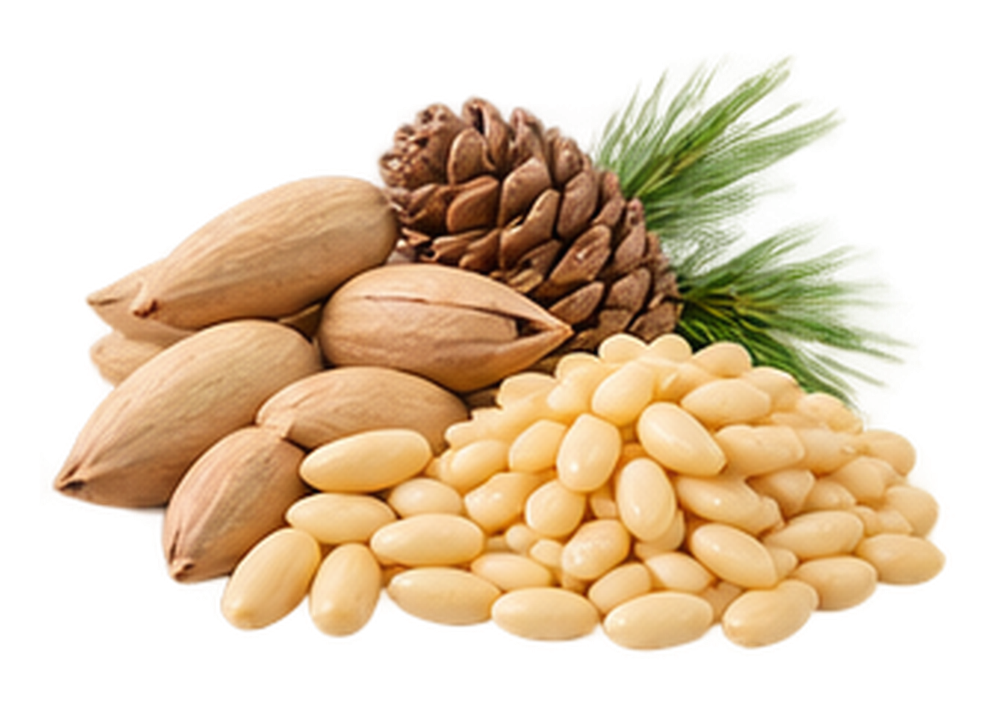 Pine Nuts / Chilgoza