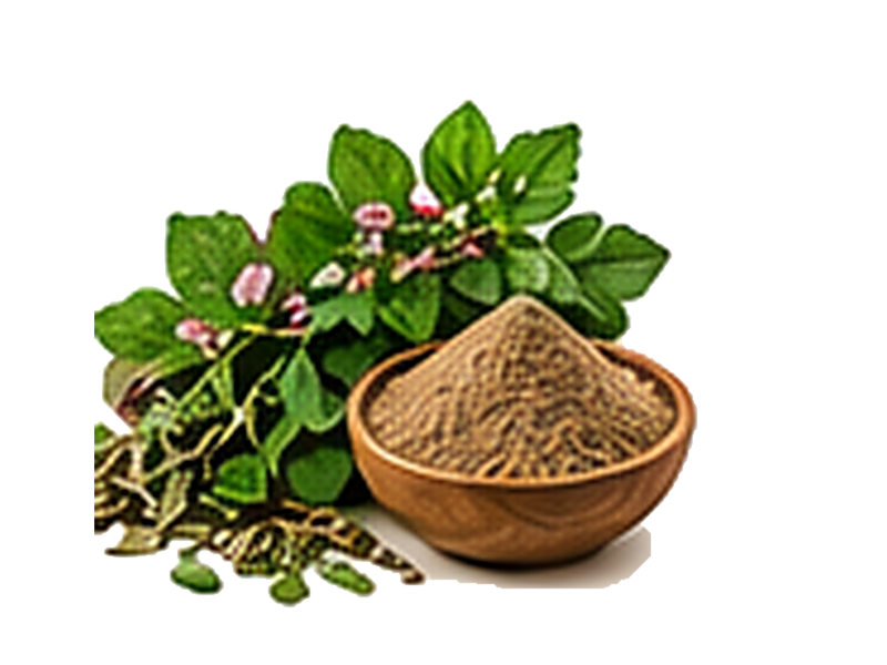 Punarnava