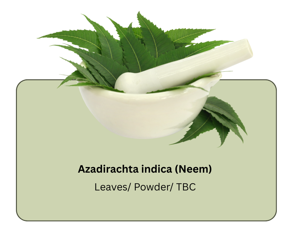 azadirachta indica (neem) (1)