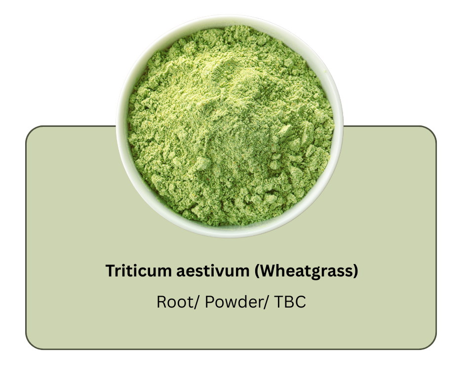 azadirachta indica (neem) (13)