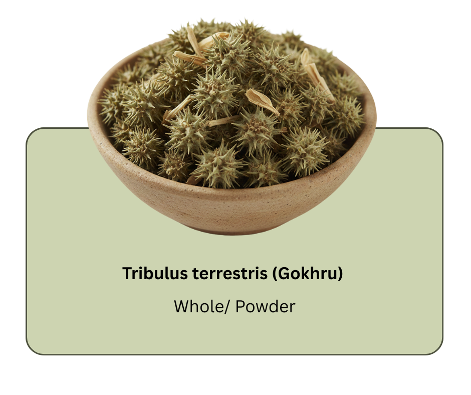 azadirachta indica (neem) (15)