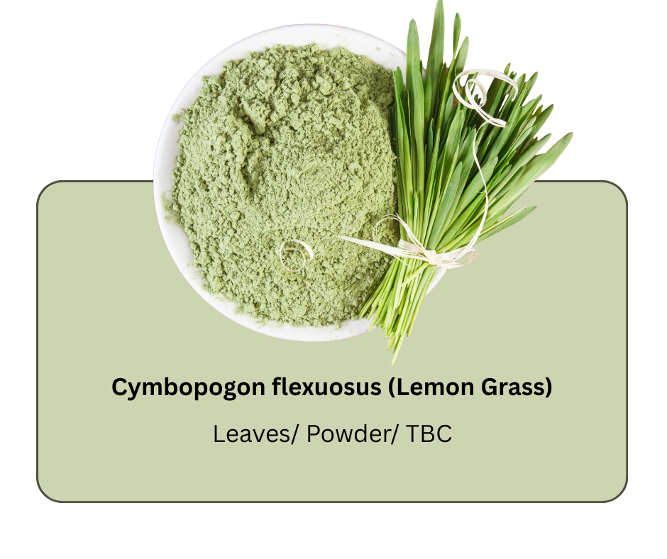 azadirachta indica (neem) (3)